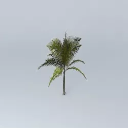 King Palm Archontophoenix alexandrae 01 Free 3D model