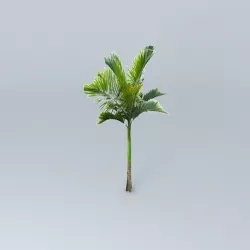 King Palm Tree Free 3D model