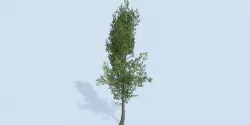 Lowpoly 3Dmodel tree VR AR game 3LOD number62-71 Low-poly  3D model