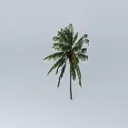 Malayan Coconut Tree Free 3D model
