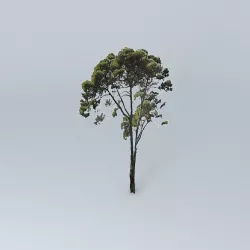 Maritime Pine Tree Free 3D model