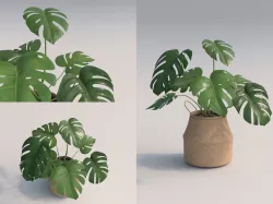 Monstera Room Plant 3D model