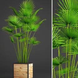 Palm bush 3D model