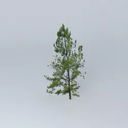 Pine Tree Free 3D model