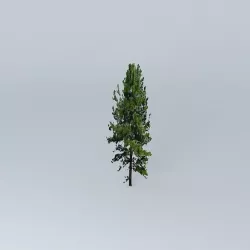 Pine Tree Free 3D model