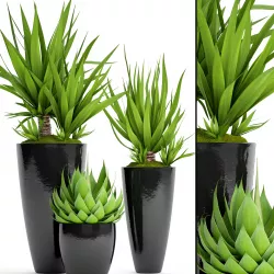 Potted plants Yucca and Agava 3D model