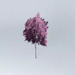 Purple Cherry Tree Free 3D model