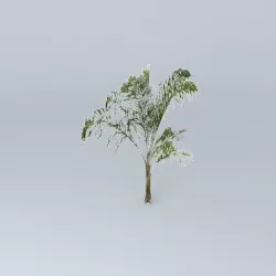 Queen Palm Tree Free 3D model