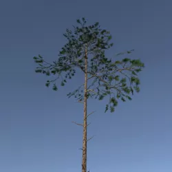 Scots Pine Trees Package Low-poly  3D model