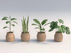 Set Of Big Room Plants 3D model