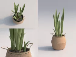 Snake Room Plant 3D model