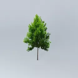 Tilia Cordata Free 3D model
