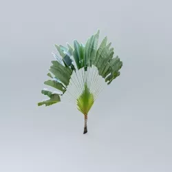 Travelers Palm Tree Free 3D model