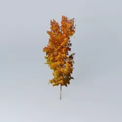 Tree Fall Free 3D model