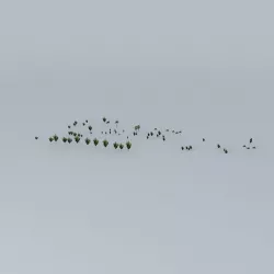 Trees on the Port Part 07 Free 3D model