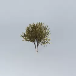 True Mulga Acacia aneura 2 Free 3D model