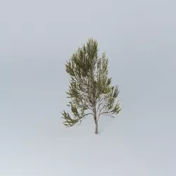 True Mulga Acacia aneura 3 Free 3D model