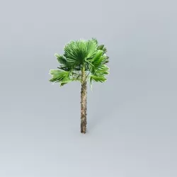Windmill Large Palm Tree Free 3D model