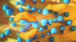 bacteria Free 3D model