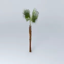 Chinese Palm Tree Free 3D model