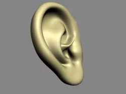 Human Ear Free low-poly  3D model