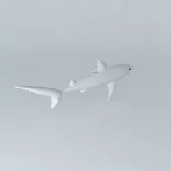 Shark shark Free 3D model