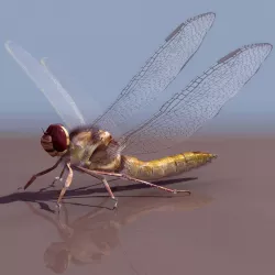 Dragonfly Free 3D model