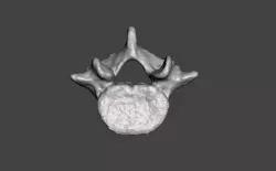   Fifth lumbar vertebra - female Free 3D model