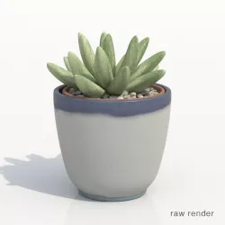 Gasteria Potted Cactus Plant Free 3D model