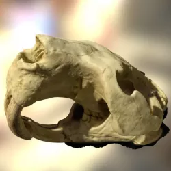 Giant beaver skull Free 3D model