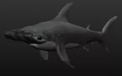Hammerhead Shark Free 3D model