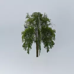 Low Poly Tree Free 3D model