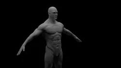 Male 3D Model - Human Anatomy Free 3D model