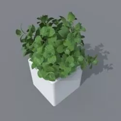 mint plant Free 3D model