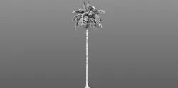 Palm Tree Free 3D model