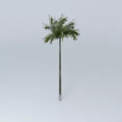 Palm tree Free 3D model