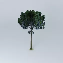 Pine Araucaria Free 3D model