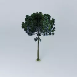 Pine Araucaria Free 3D model