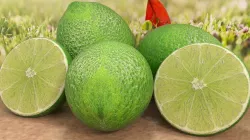 Simply limes Free 3D model