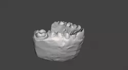 Teeth cast - upper jaw Free 3D model