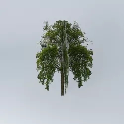 Tree Free 3D model