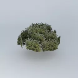 Tree  Free 3D model