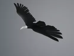 White Eagle flying Free low-poly  3D model