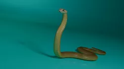 3d model cobra snake Low-poly  3D model