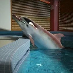  3d model dolphin 3D model