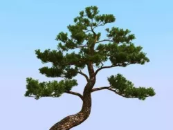 Bonsai  Free 3D model