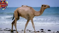 Camel  Camelo Low-poly CULTZONEGames Free low-poly  3D model