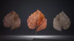Dead Leaf Free low-poly  3D model