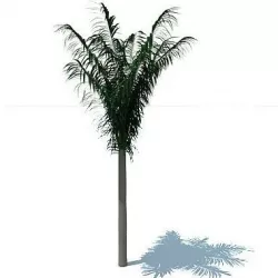 Free 3D Palm Tree Free 3D model