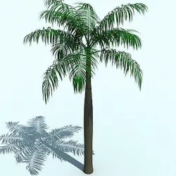 Free 3D Palm Tree Free 3D model